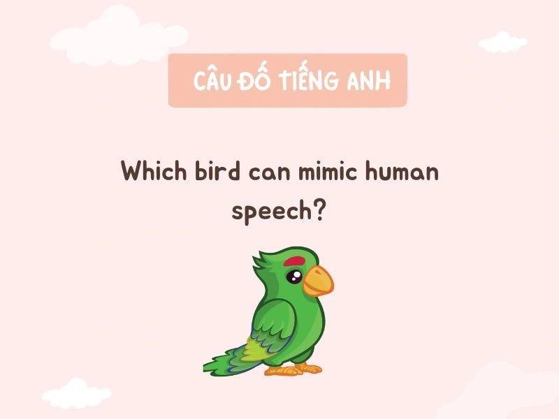 70+ Câu Đố Tiếng Anh Cho Bé Thú Vị (Có Đáp Án) 2 câu đố tiếng anh cho bé